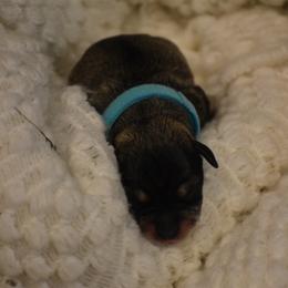 Atlas - Salt and pepper male Miniature Schnauzer puppy in Dozier, Alabama from The Bearded Lady Miniature Schnauzers