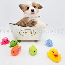 Harry - Red male Pembroke Welsh Corgi puppy in Kiowa, Colorado from Cool Water Corgis LLC