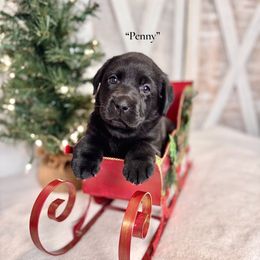 Penny (Yellow Collar) - Black female Labrador Retriever puppy in Cinebar, Washington from Pure Joy Labradors