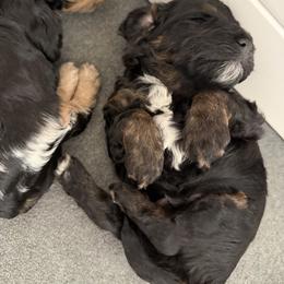 Boy 3 - Black and tan male Cockapoo puppy in Colorado from Garrett Doodles