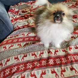 Pomeranian and Sheepadoodle All Grown Up from Fluffy Wonders Poms and Doodles