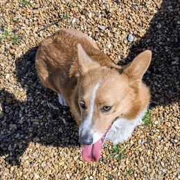 Susie - Pembroke Welsh Corgi