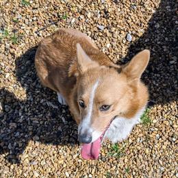 Susie - Pembroke Welsh Corgi