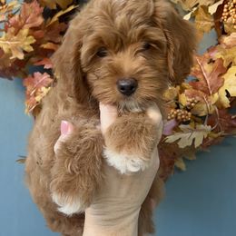 Boy 1 - male Goldendoodle puppy in Mesa, Arizona from Twinkle MiniDoodles