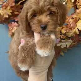 Boy 1 - male Goldendoodle puppy in Mesa, Arizona from Twinkle MiniDoodles