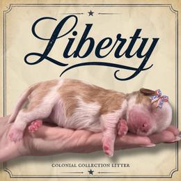 Liberty - Blenheim female Cavalier King Charles Spaniel puppy in Ammon, Idaho from Ammon Acres Cavaliers