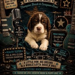 Zepplin - Liver white and tan male English Springer Spaniel puppy in Cookeville, Tennessee from Krossroads Kennel