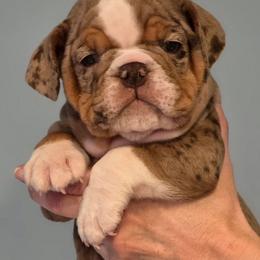Cardi - Chocolate tri-color female Bulldog puppy in Harrisburg, Pennsylvania from Central PA WiggleButts Bulldogs