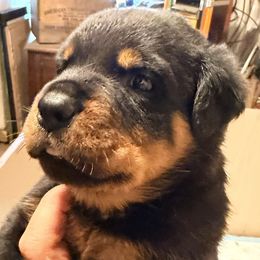 Prancer - Black and mahogany male Rottweiler puppy in Hillsville, Pennsylvania from German Select Rottweilers