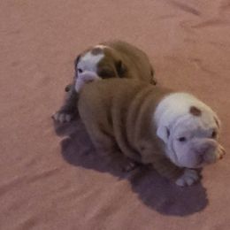 Bulldog Puppies from Luka Brasi Bullies LLC