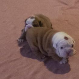 Bulldog Puppies from Luka Brasi Bullies LLC
