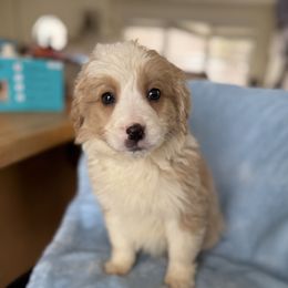 Harvey - Brown and white male Aussiedoodle puppy in Lowville, New York from Adirondack Labradoodles