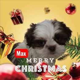 Max - Chocolate male Shih Tzu puppy in Arizona from Shihtzucircusaz