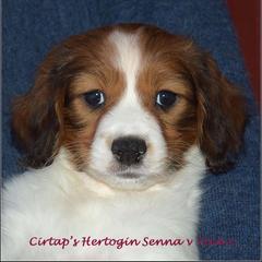 Nederlandse Kooikerhondje Puppies from Noble Pines Kooikerhondjes