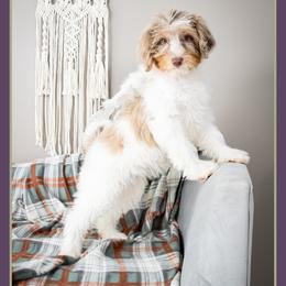 Jessie - Merle female Bernedoodle puppy in Connersville, Indiana from Deaz Doodle Ranch