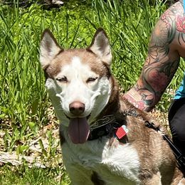 Rhea - Siberian Husky