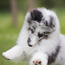 English Setters and Shetland Sheepdogs from North Roe Kennels