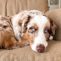 Australian Shepherds from Shaggy Shepherd Farm