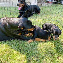 Doberman Pinscher Puppies from TeatreeDoberman