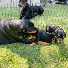 Doberman Pinscher Puppies from TeatreeDoberman