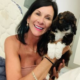 Goldendoodle Puppies from Labradoodleday