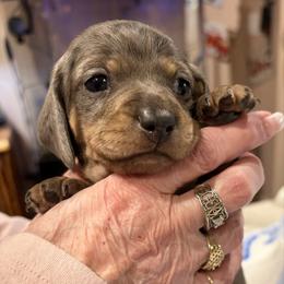 Cindy - Blue and tan female Dachshund puppy in Heber Overgaard, Arizona from Sonoran Doxies