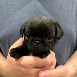 Pink - Black Pug puppy in Hemet, California from Greek God Pugs
