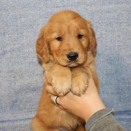 Flounder - Dark golden male Golden Retriever puppy in New Weston, Ohio from Bertke AKC Golden Retrievers and Bernese Mountain Dogs