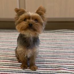 Gigi - Yorkshire Terrier