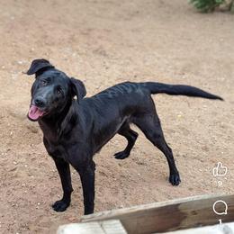 Noche - Xoloitzcuintli