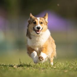 Cracker - Pembroke Welsh Corgi