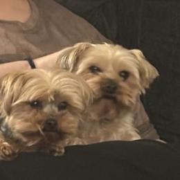 Rylun - Blue and gold male Yorkshire Terrier puppy in Belfair, Washington from Devoted Doxies, Lorraine’s Yorkies