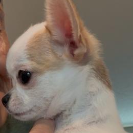 Amy - Fawn and white female Chihuahua puppy in Louisa, Virginia from Keljim's Chihuahuas
