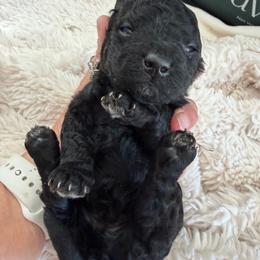 Jefferson - Black male Goldendoodle puppy in Cherry Tree, Pennsylvania from Plum Creek Acres Next Generation