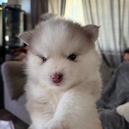 Lady - Merle female Pomsky puppy in West Sacramento, California from Pinkie's Pomskies