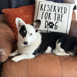 American Corgi and Pembroke Welsh Corgi Puppies from Beebe’s Corgis | Seven B Corgi Co