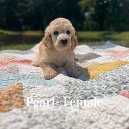 Pearl (White) - Cream female Poodle puppy in West Monroe, Louisiana from Diamond M Poodles and Doodles