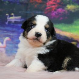 Miniature Australian Shepherd Puppies from True Spirited Aussies