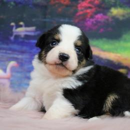 Miniature Australian Shepherd Puppies from True Spirited Aussies