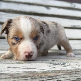 Lucky - Red merle male Toy Australian Shepherd puppy in Licking, Missouri from Burnett Aussies