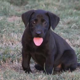 Girl Pink collar - Black female Labrador Retriever puppy in Four Oaks, North Carolina from TLC Retrievers