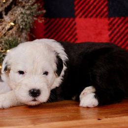 Yukon - Gray and white male Old English Sheepdog puppy in Cleveland, Tennessee from Narrow Path Old English & Sheepadoodles