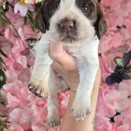 Boy 6 OLIVE - Liver white and tan male English Springer Spaniel puppy in Saginaw, Michigan from Kemerer Springers