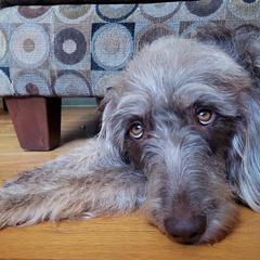 Labradoodles from Red Dirt Doodles