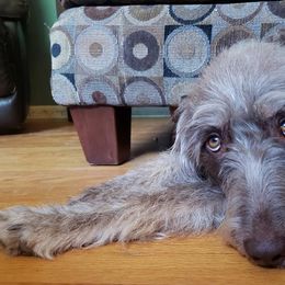 Labradoodles from Red Dirt Doodles