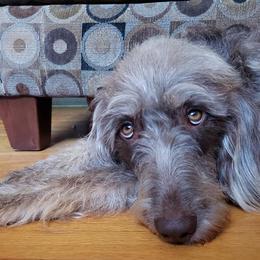 Labradoodles from Red Dirt Doodles