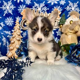 PURPLE Girl - Black and tan female Pembroke Welsh Corgi puppy in Acampo, California from Rees Corgis