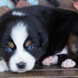 Boy 2 - Black tri male Miniature Australian Shepherd puppy in Lawton, Oklahoma from Lindsey’s Aussies
