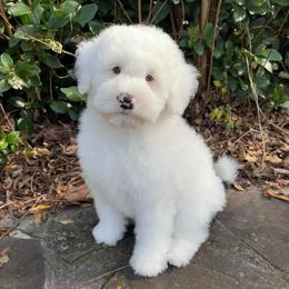 Gray - Black and white female Sheepadoodle puppy in Archer, Florida from Gainesville Sheepadoodles