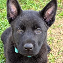 Girl 2 - female German Shepherd puppy in Laguna Niguel, California from Barenstadt Kennels